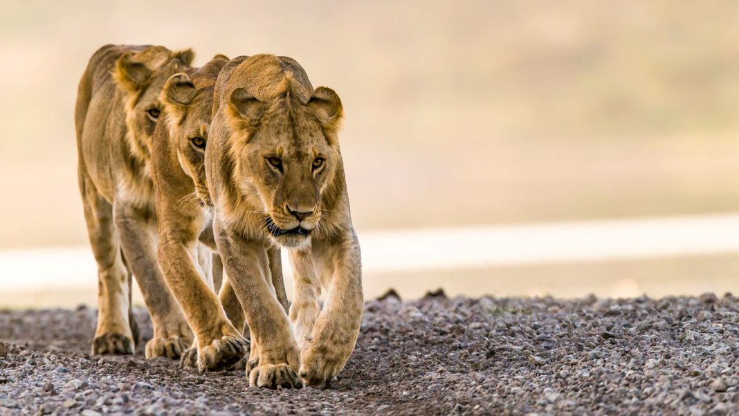 spektakulaere-aufnahmen:-bildband-“the-world”:-so-haben-sie-landschaften-und-tiere-noch-nie-gesehen spektakulaere-aufnahmen:-bildband-“the-world”:-so-haben-sie-landschaften-und-tiere-noch-nie-gesehen