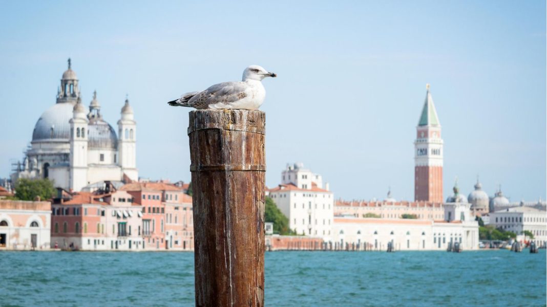 gefraessige-voegel:-kampf-gegen-moewenplage:-hotels-in-venedig-ruesten-gaeste-mit-wasserpistolen-aus gefraessige-voegel:-kampf-gegen-moewenplage:-hotels-in-venedig-ruesten-gaeste-mit-wasserpistolen-aus