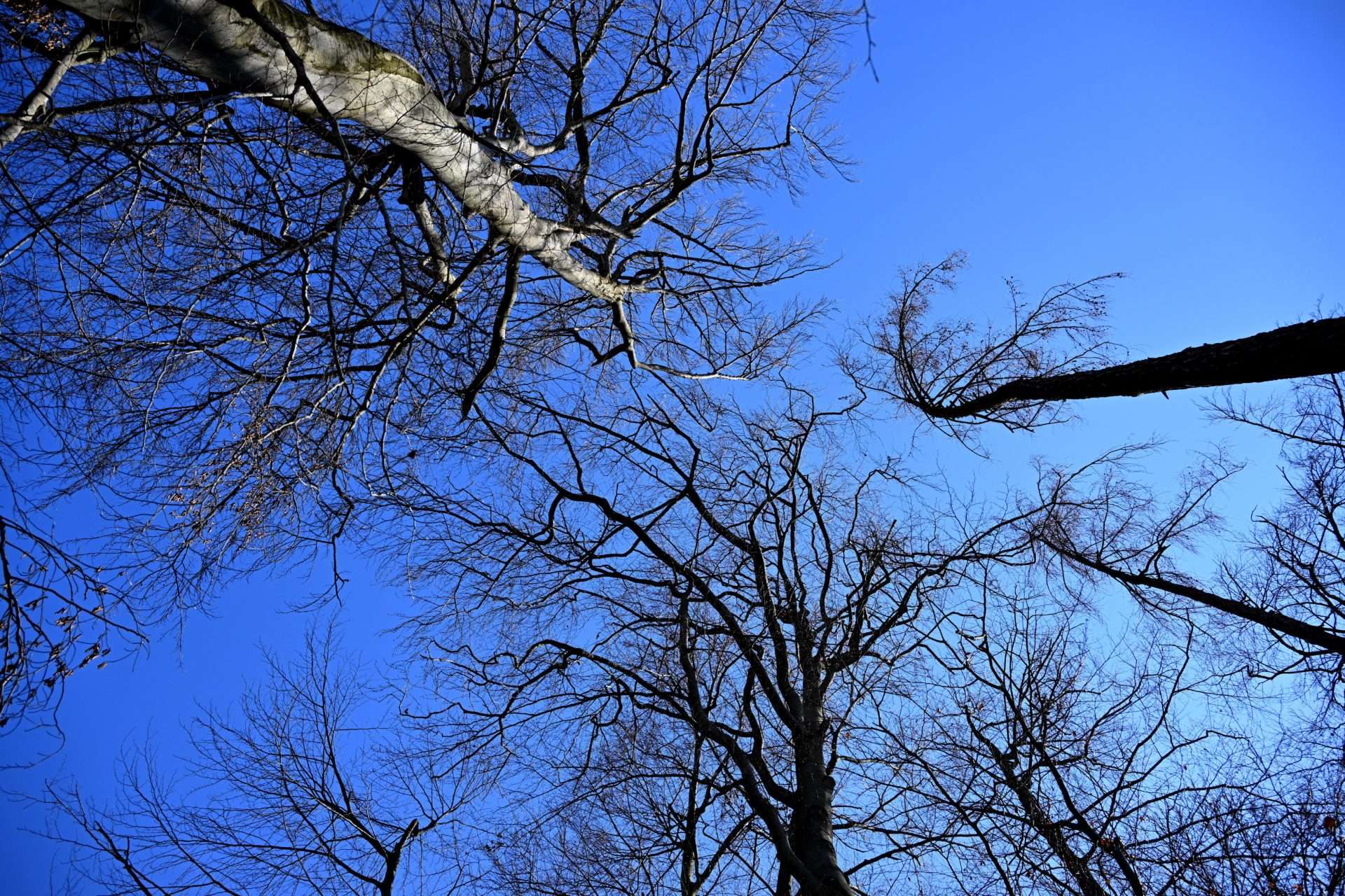 klimawandel:-der-wald-reagiert-mit-verstaerktem-wurzelwachstum klimawandel:-der-wald-reagiert-mit-verstaerktem-wurzelwachstum
