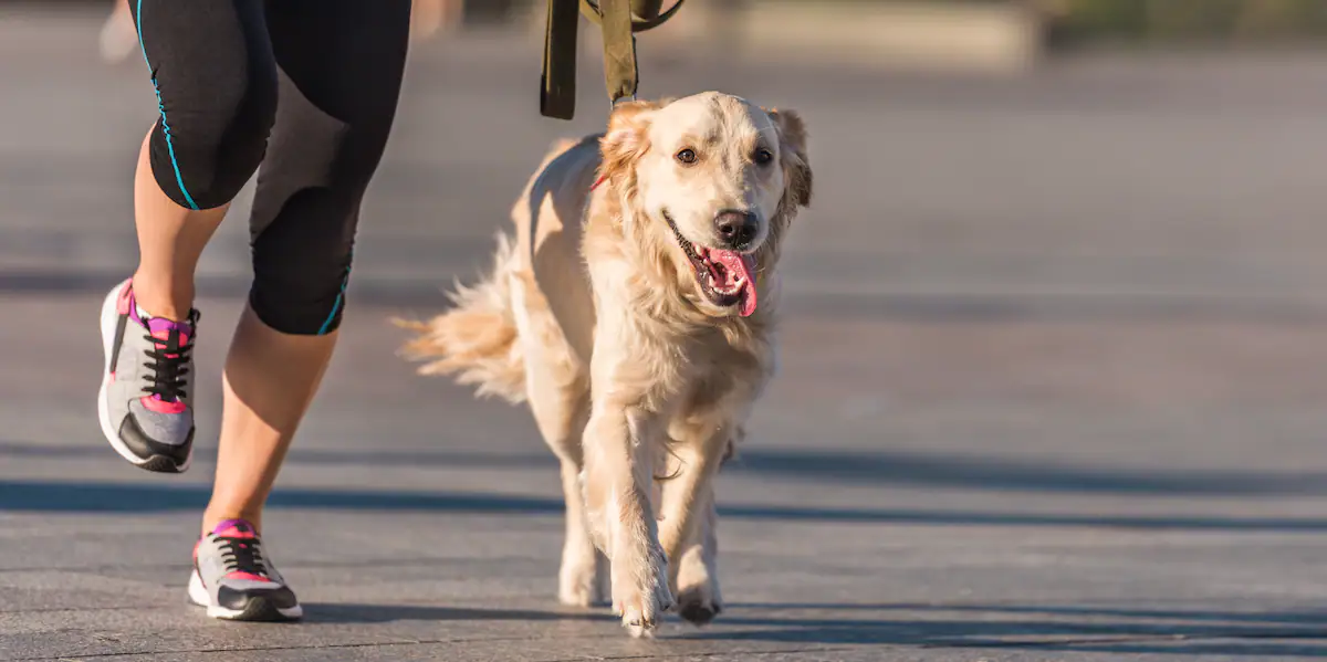 kolumne:-„so-laeuft-es“-–-mehr-respekt,-bitte:-nehmt-die-hunde-an-die-leine,-wir-wollen-laufen! kolumne:-„so-laeuft-es“-–-mehr-respekt,-bitte:-nehmt-die-hunde-an-die-leine,-wir-wollen-laufen!