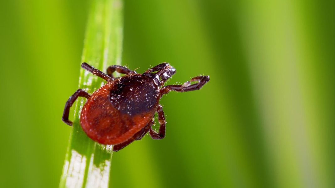 alles-ueber-die-parasiten:-beginn-der-zeckensaison:-wie-sie-sich-vor-den-stichen-schuetzen alles-ueber-die-parasiten:-beginn-der-zeckensaison:-wie-sie-sich-vor-den-stichen-schuetzen