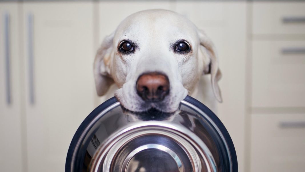 neue-studie:-bakterienbelastung-wie-in-toiletten:-warum-bellos-dreckiger-napf-uns-krankmachen-kann neue-studie:-bakterienbelastung-wie-in-toiletten:-warum-bellos-dreckiger-napf-uns-krankmachen-kann