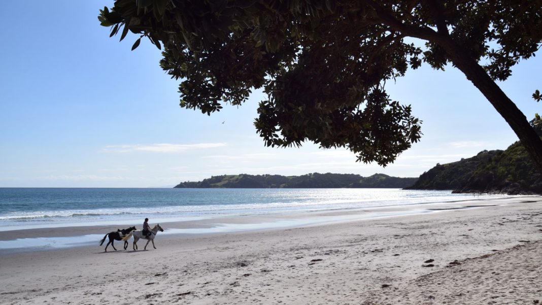 neuseelands-trauminsel-:-waiheke-island:-wein,-meer-und-einsamkeit neuseelands-trauminsel-:-waiheke-island:-wein,-meer-und-einsamkeit
