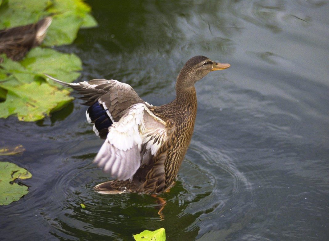 china-meldete-ersten-fall-von-h3n8-vogelgrippe-beim-menschen