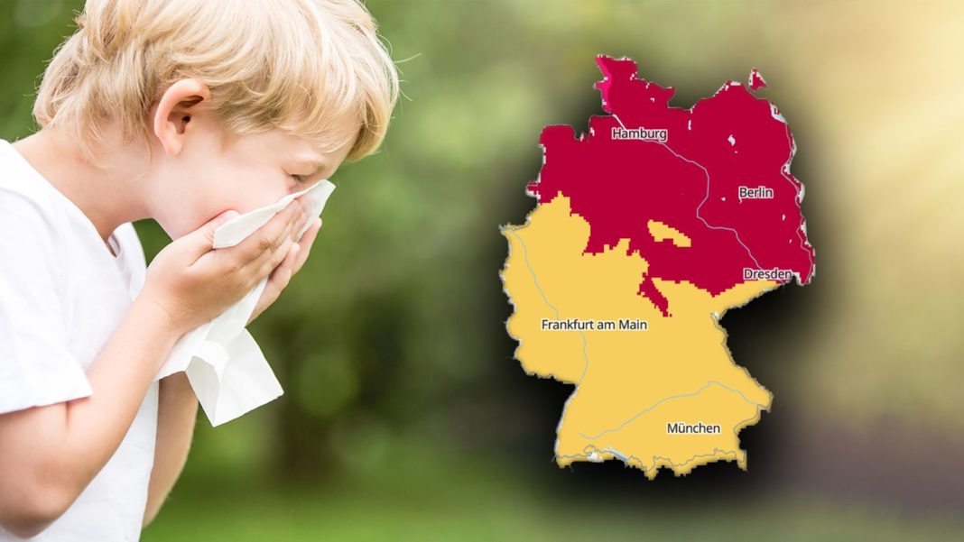 allergie-und-heuschnupfen:-pollenflug:-was-schwirrt-gerade-in-der-luft-umher?-diese-uebersicht-zeigt-es allergie-und-heuschnupfen:-pollenflug:-was-schwirrt-gerade-in-der-luft-umher?-diese-uebersicht-zeigt-es