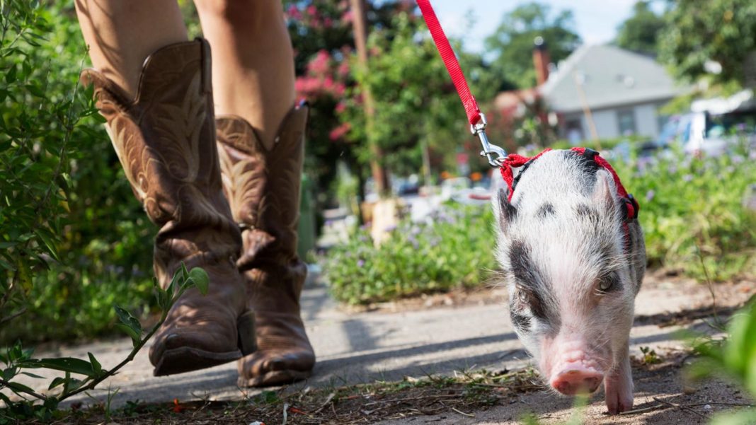 “emotional-support-animals”:-nicht-nur-hunde-–-zehn-ungewoehnliche-therapietiere “emotional-support-animals”:-nicht-nur-hunde-–-zehn-ungewoehnliche-therapietiere