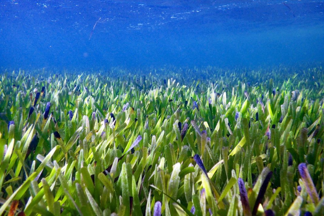 diese-unterwasser-wiese-ist-die-groesste-pflanze-der-welt diese-unterwasser-wiese-ist-die-groesste-pflanze-der-welt