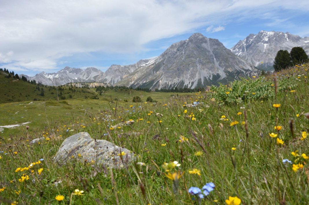 daten-aus-dem-all-beweisen:-die-alpen-werden-immer-gruener daten-aus-dem-all-beweisen:-die-alpen-werden-immer-gruener