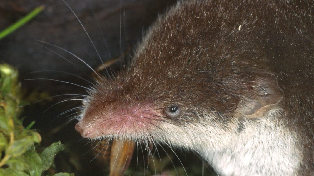 uebertragung-durch-maeuse:-selten,-aber-oft-toedlich:-bayern-meldet-infektion-mit-dem-borna-virus uebertragung-durch-maeuse:-selten,-aber-oft-toedlich:-bayern-meldet-infektion-mit-dem-borna-virus
