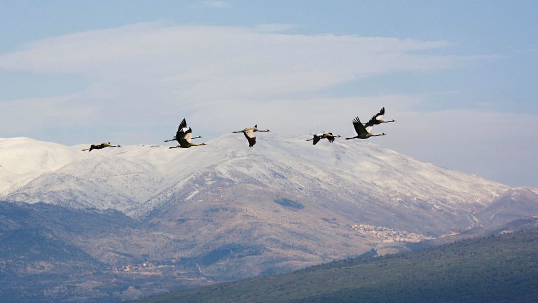 luftverkehr-und-vogelzug:-friedliche-koexistenz-am-himmel:-wenn-vogelkundler-die-luftwaffe-verstaendigen luftverkehr-und-vogelzug:-friedliche-koexistenz-am-himmel:-wenn-vogelkundler-die-luftwaffe-verstaendigen