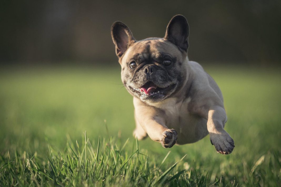 qualzucht:-die-zukunft-des-mops-liegt-in-gesunden-hunden