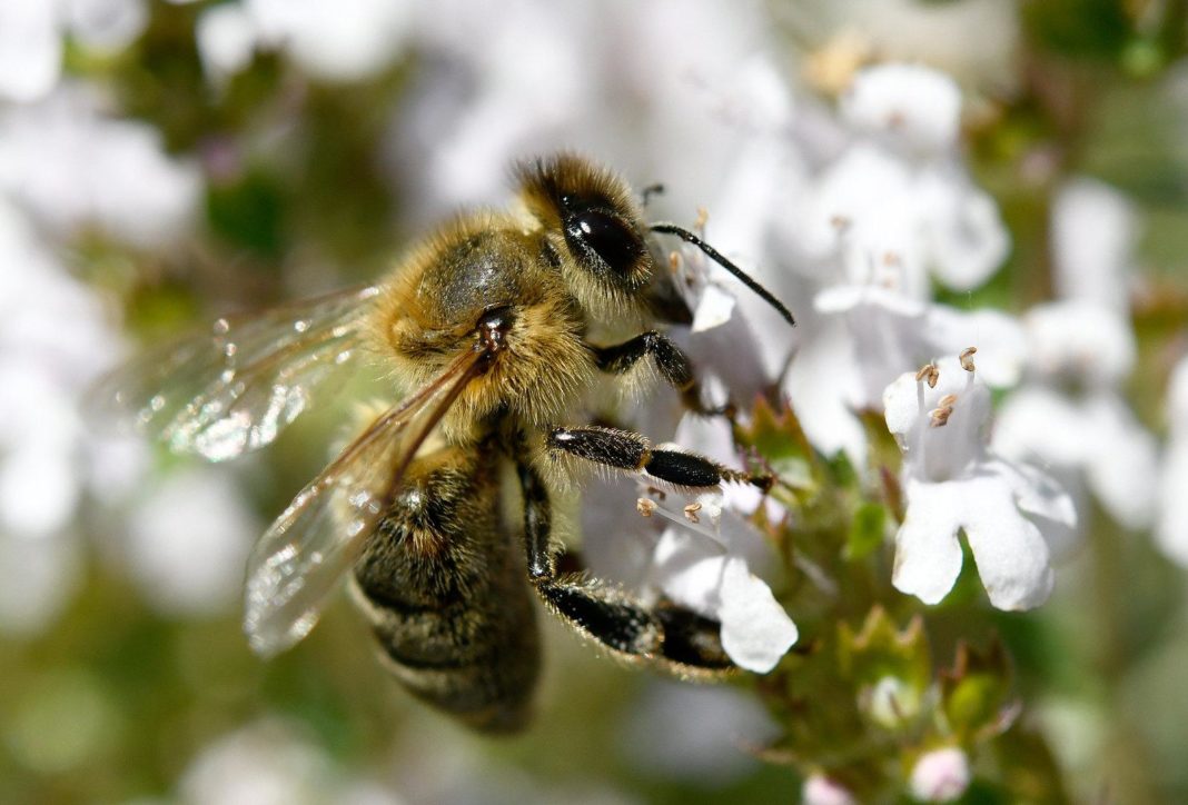 warum-heimische-honigbienen-wahre-ueberflieger-sind