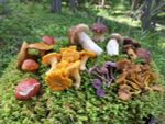 wuerze-aus-dem-wald:-welche-schwammerl-man-in-wien-finden-kann wuerze-aus-dem-wald:-welche-schwammerl-man-in-wien-finden-kann