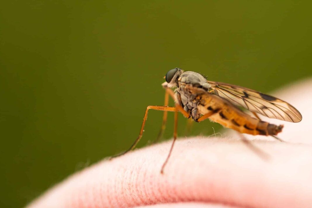 zika-virus-bei-thailand-urlaubern-festgestellt zika-virus-bei-thailand-urlaubern-festgestellt