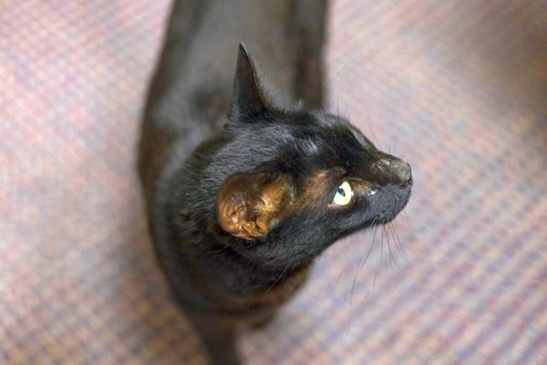 nach-lufthansa-flug:-katze-buexte-aus-und-machte-drei-wochen-“urlaub”-am-boston-airport nach-lufthansa-flug:-katze-buexte-aus-und-machte-drei-wochen-“urlaub”-am-boston-airport