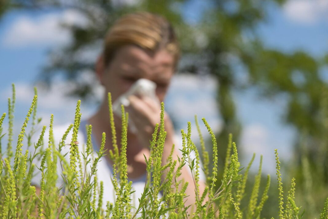 pollenexplosion:-ragweed-bricht-heuer-alle-rekorde pollenexplosion:-ragweed-bricht-heuer-alle-rekorde
