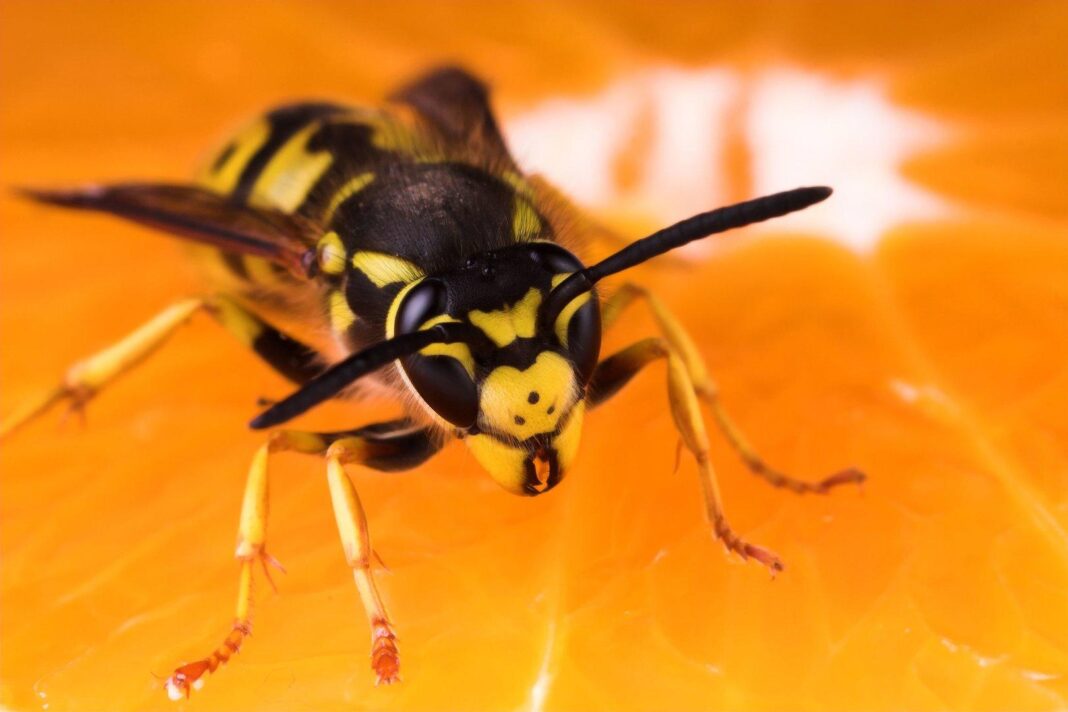 das-laute-brummen:-wie-die-wespen-saison-heuer-ausfaellt das-laute-brummen:-wie-die-wespen-saison-heuer-ausfaellt