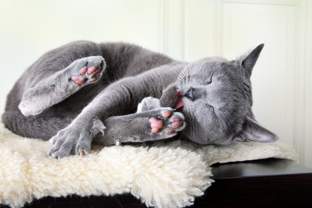 warum-manche-katzen-einzelgaenger-sind-und-andere-nicht