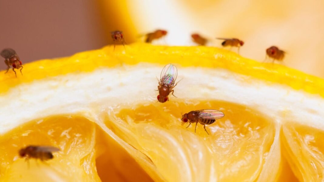 tierische-stoerenfriede:-einfacher-trick:-wie-ihnen-ein-weinkorken-hilft,-fruchtfliegen-zu-vertreiben