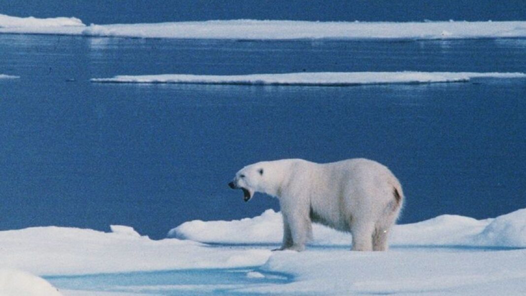 inselgruppe-im-nordmeer:-auf-spitzbergen:-eisbaer-greift-franzoesische-touristin-an-und-wird-erschossen