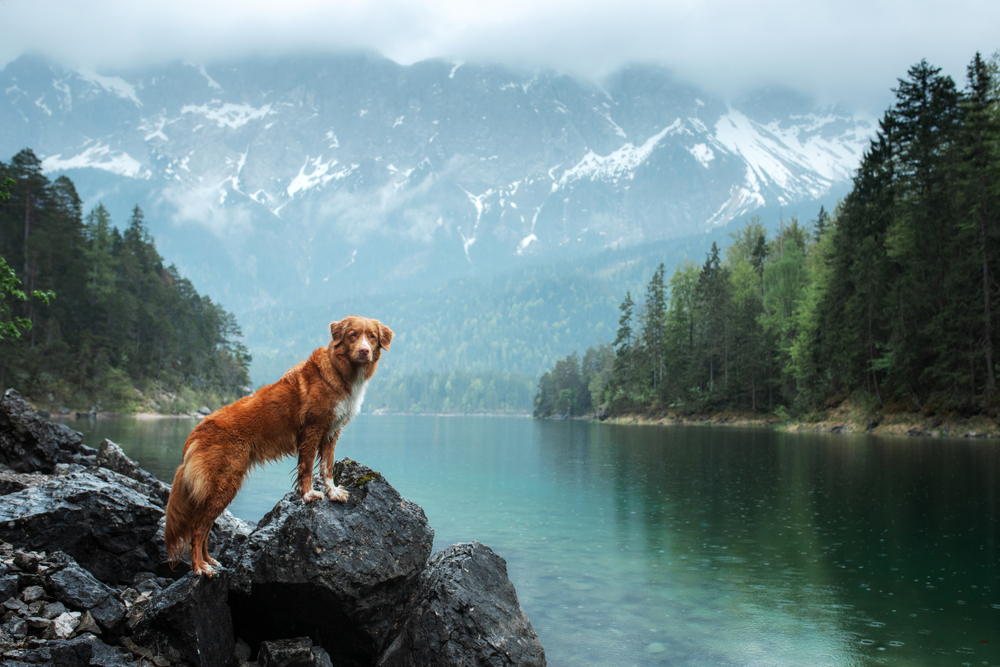 die-6-hunde-freundlichsten-urlaubsziele-weltweit die-6-hunde-freundlichsten-urlaubsziele-weltweit