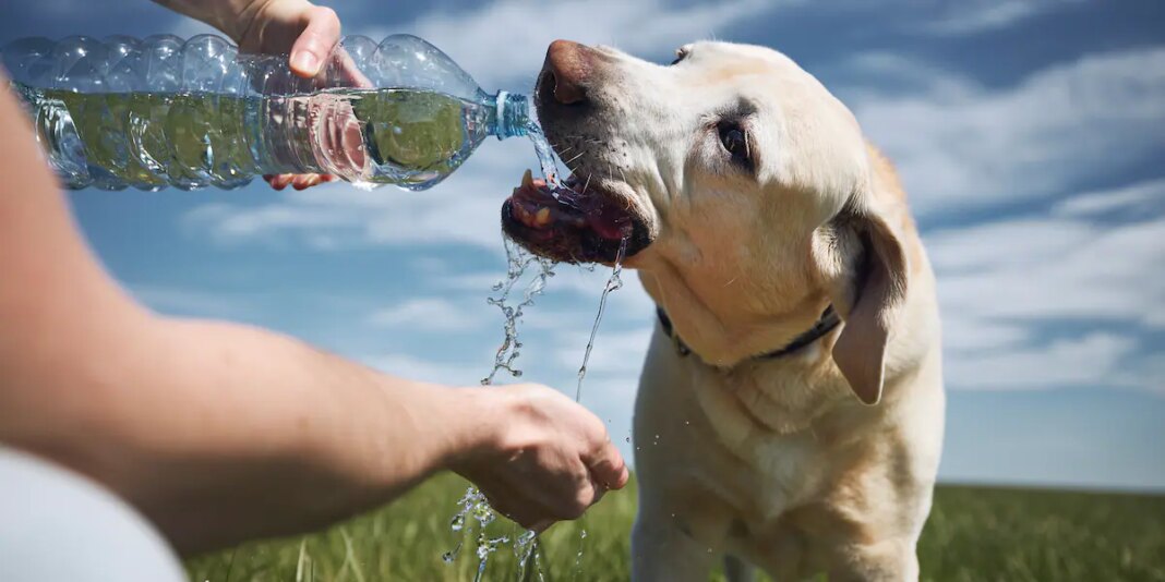 kolumne:-so-laeuft-es-–-es-tut-mir-leid!-bei-hitze-kann-ich-meine-hunde-nicht-mitlaufen-lassen kolumne:-so-laeuft-es-–-es-tut-mir-leid!-bei-hitze-kann-ich-meine-hunde-nicht-mitlaufen-lassen