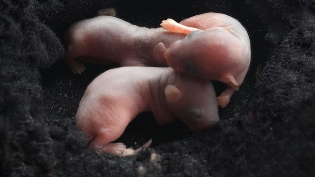 forschung:-komplett-ohne-spermium-und-eizelle-entstanden:-synthetischer-embryo-soll-bald-menschen-beim-kinderwunsch-helfen