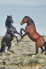 pedigree-prahlerei:-toller-ritt-nicht-garantiert pedigree-prahlerei:-toller-ritt-nicht-garantiert