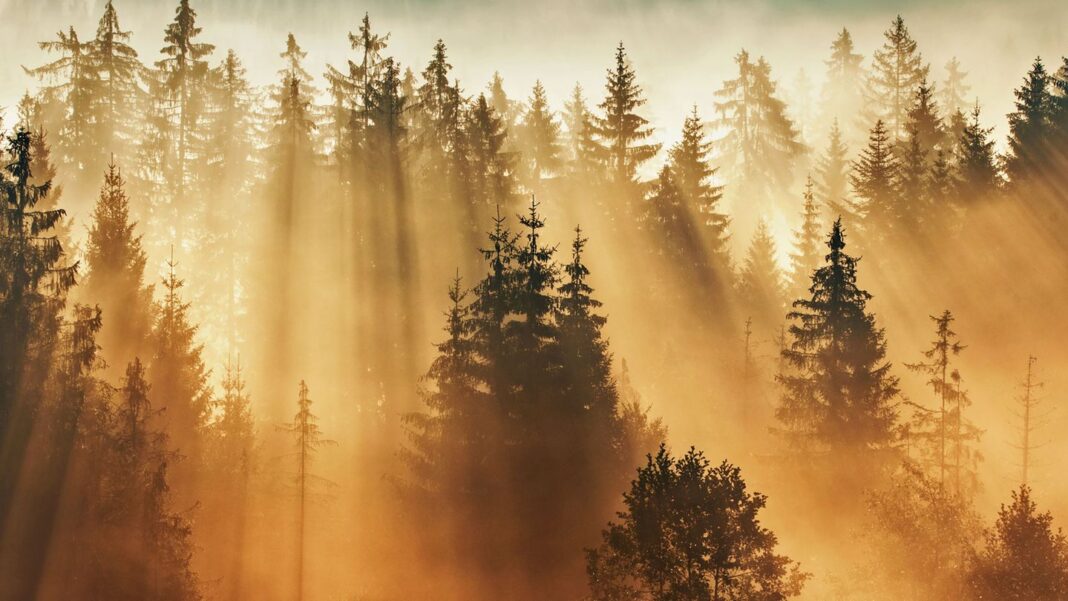 “grenzenlose-wildnis”-:-bayerischer-wald:-die-ungezaehmte-natur-im-herzen-europas