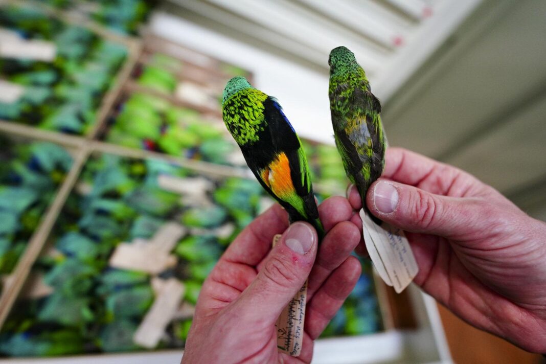 ohne-motten,-mit-foto:-so-sortiert-das-naturhistorische-museum-19.000-voegel-ein ohne-motten,-mit-foto:-so-sortiert-das-naturhistorische-museum-19.000-voegel-ein