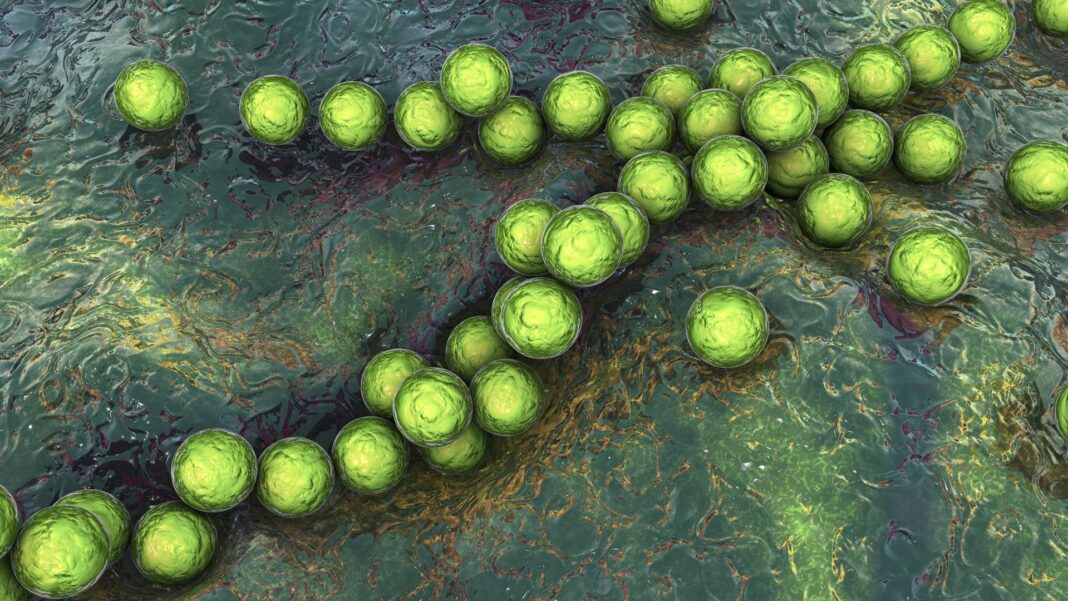 scharlach-erreger:-fuer-eltern-schwer-von-virusinfekt-zu-unterscheiden scharlach-erreger:-fuer-eltern-schwer-von-virusinfekt-zu-unterscheiden