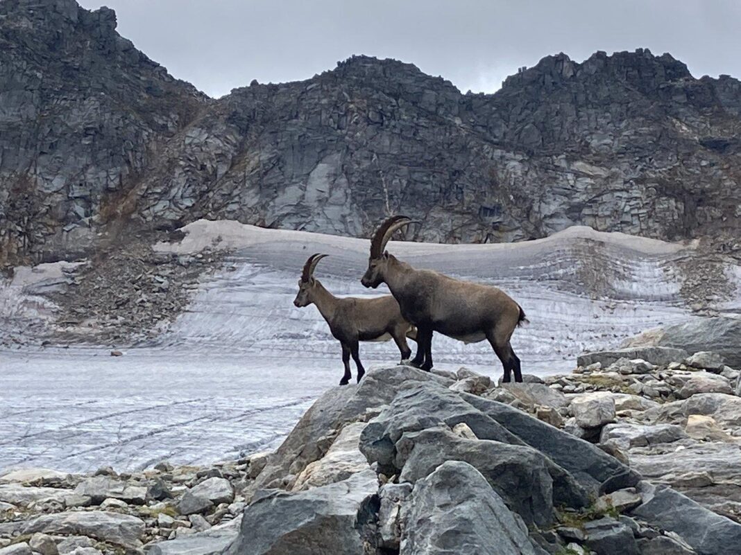 bei-einem-plus-von-“nur”-1,5-grad-ist-die-haelfte-der-gletscher-weg bei-einem-plus-von-“nur”-1,5-grad-ist-die-haelfte-der-gletscher-weg