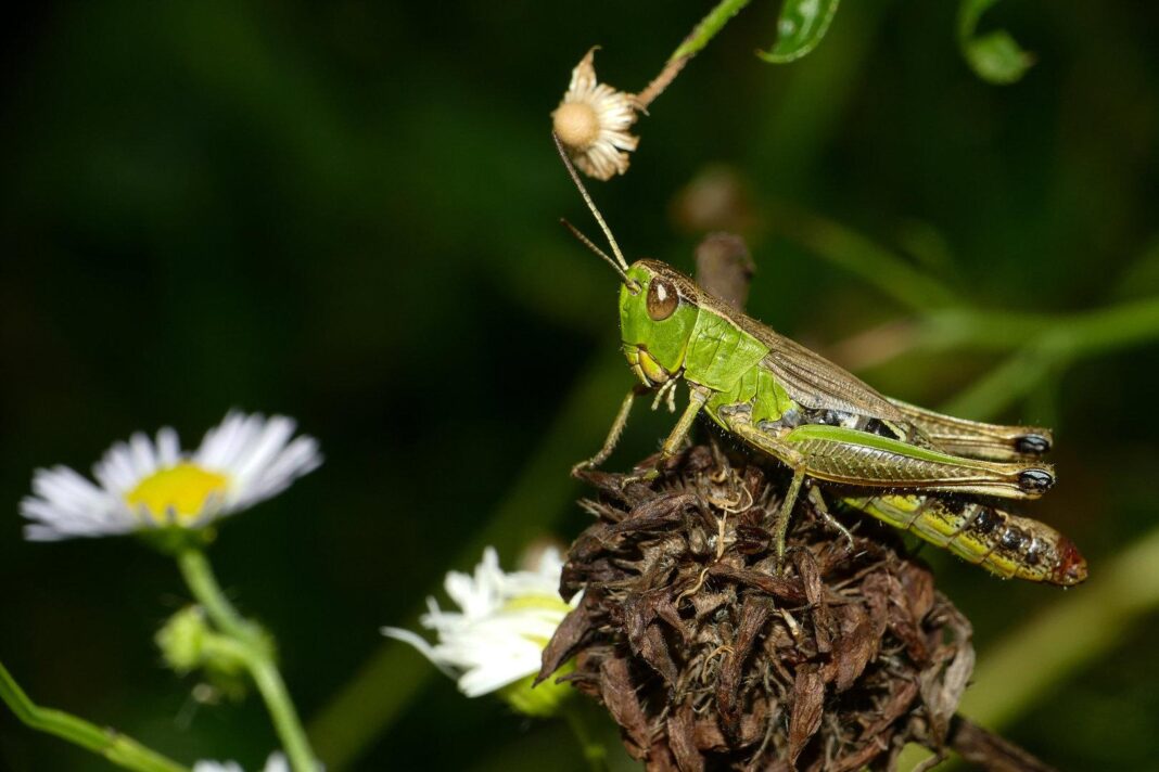 vorbild-grashuepfer:-wie-man-kunststoff-zum-springen-bringt