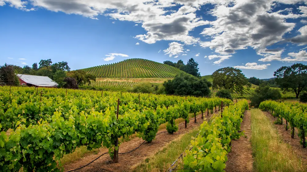 das-sonoma-county-–-kalifornische-laessigkeit-trifft-auf-mediterranes-flair das-sonoma-county-–-kalifornische-laessigkeit-trifft-auf-mediterranes-flair
