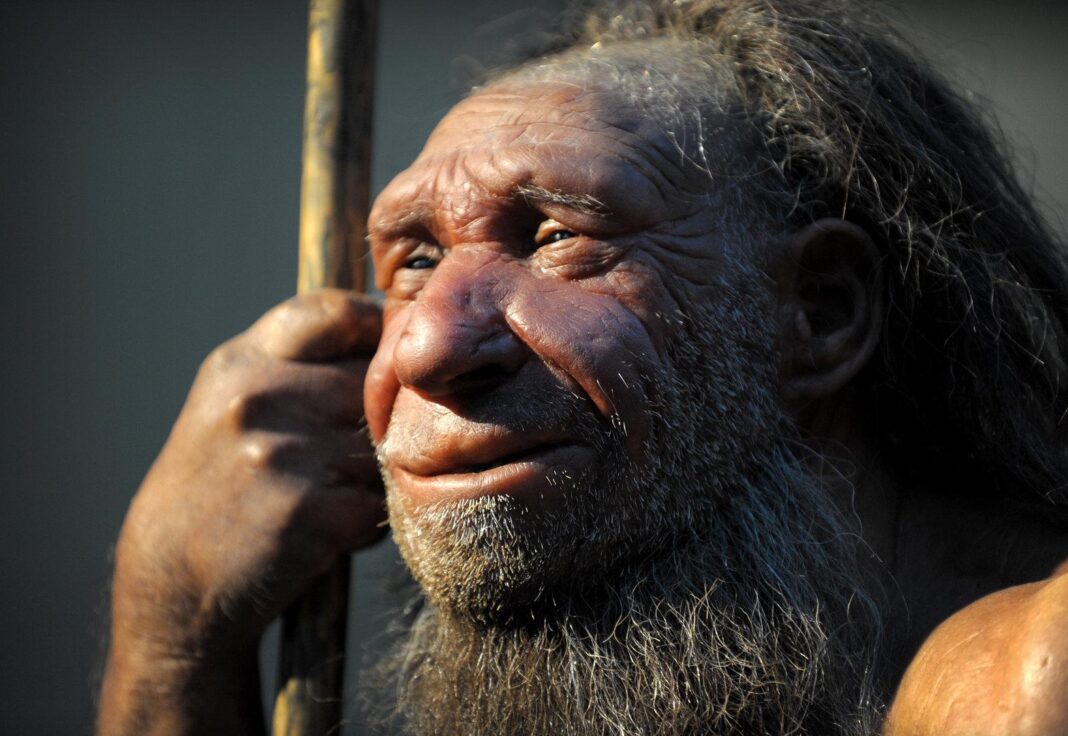 neandertaler-jagten-und-konservierten-riesige-waldelefanten neandertaler-jagten-und-konservierten-riesige-waldelefanten