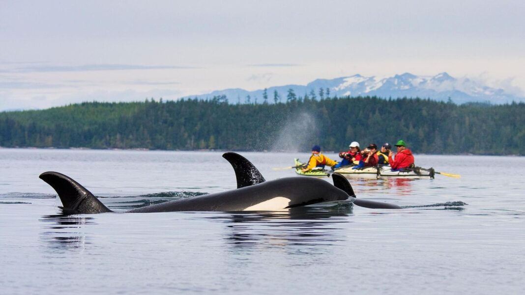 vancouver-island:-eine-insel-voller-baeren,-uralter-baeume-und-laessiger-surfer vancouver-island:-eine-insel-voller-baeren,-uralter-baeume-und-laessiger-surfer