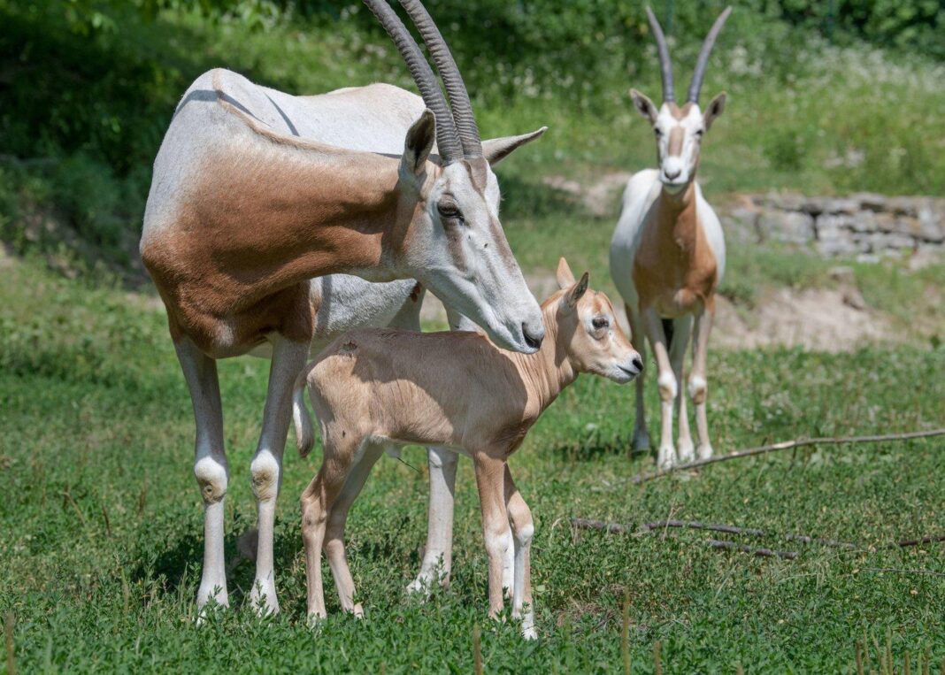 am-aussterben:-dutzende-tierarten-sind-nur-noch-in-zoos-daheim am-aussterben:-dutzende-tierarten-sind-nur-noch-in-zoos-daheim