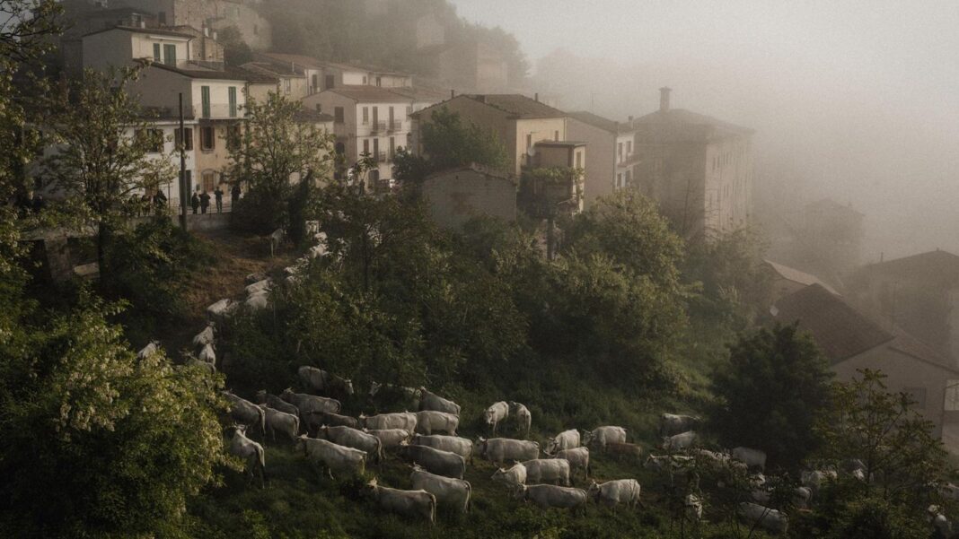 beeindruckende-fotos-aus-sueditalien:-die-vergessene-italienische-region-molise-– unterwegs-auf-uralten-hirtenrouten beeindruckende-fotos-aus-sueditalien:-die-vergessene-italienische-region-molise-– unterwegs-auf-uralten-hirtenrouten