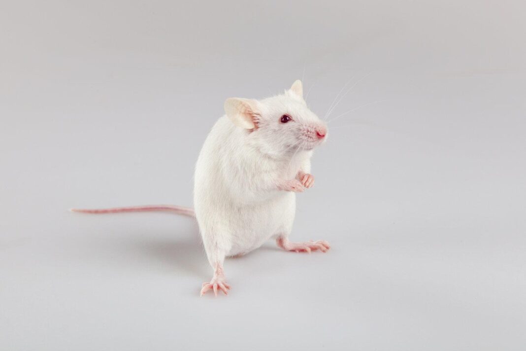 geht-das-auch-bei-menschen?-maeuse-babys-mit-zwei-biologischen-vaetern