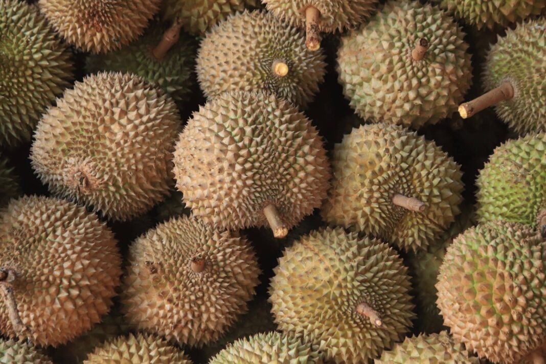 turkish-airlines:-durian-fruechte-erzwingen-ausserplanmaessige-landung turkish-airlines:-durian-fruechte-erzwingen-ausserplanmaessige-landung