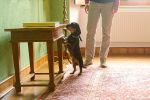 wie-dackel-strolchi-als-spuerhund-holz-schaedlinge-erkennt wie-dackel-strolchi-als-spuerhund-holz-schaedlinge-erkennt