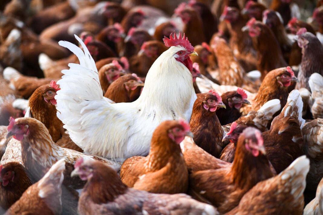 sorge-vor-einem-ueberspringen-der-vogelgrippe-auf-den-menschen