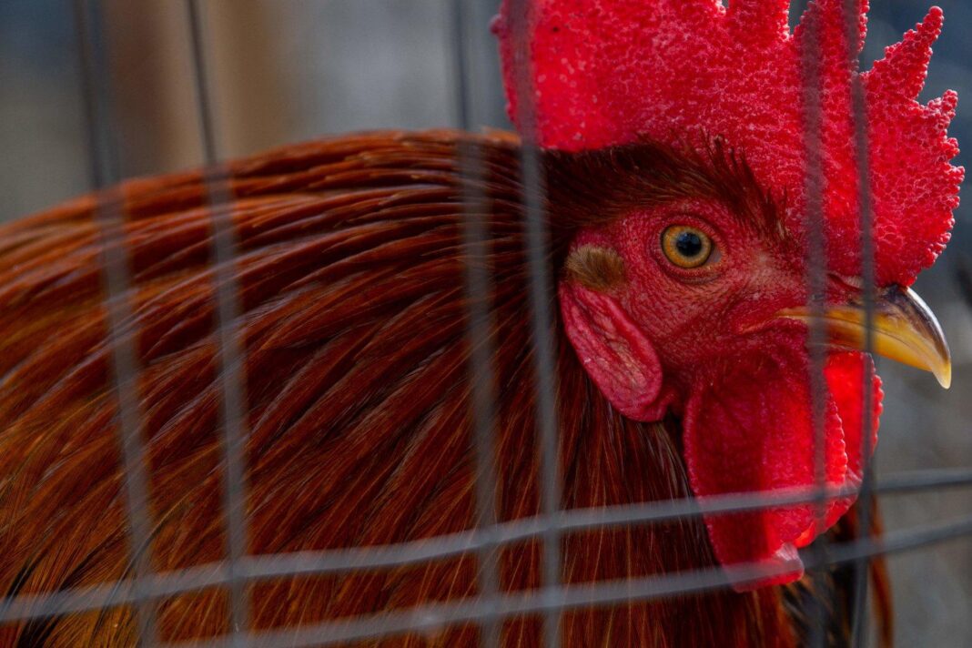 vogelgrippe-in-oesterreich:-ist-das-supermarkt-hendl-sicher? vogelgrippe-in-oesterreich:-ist-das-supermarkt-hendl-sicher?