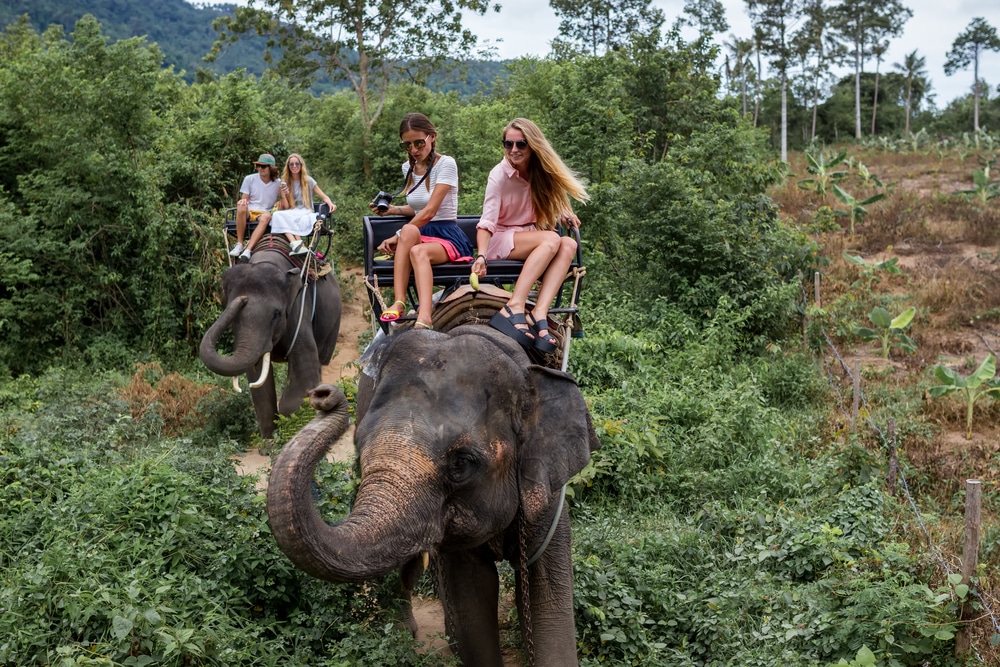 wildtier-tourismus:-worauf-reisende-achten-sollten wildtier-tourismus:-worauf-reisende-achten-sollten