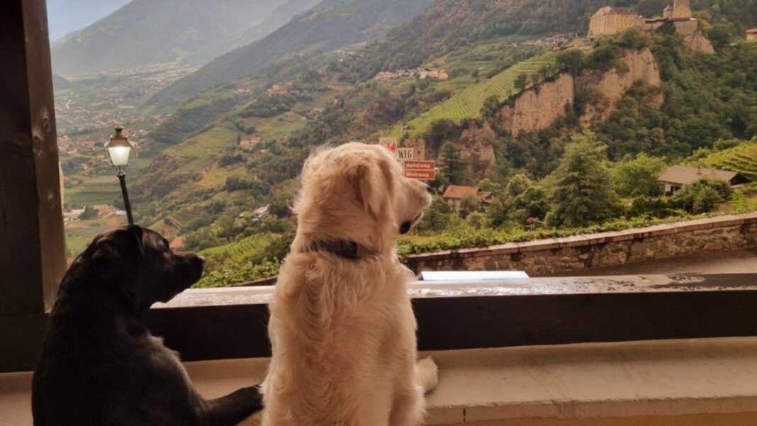 ranking:-die-50-besten-hotels-fuer-urlaub-mit-hund-in-oesterreich,-deutschland,-kroatien,-italien-und-der-schweiz