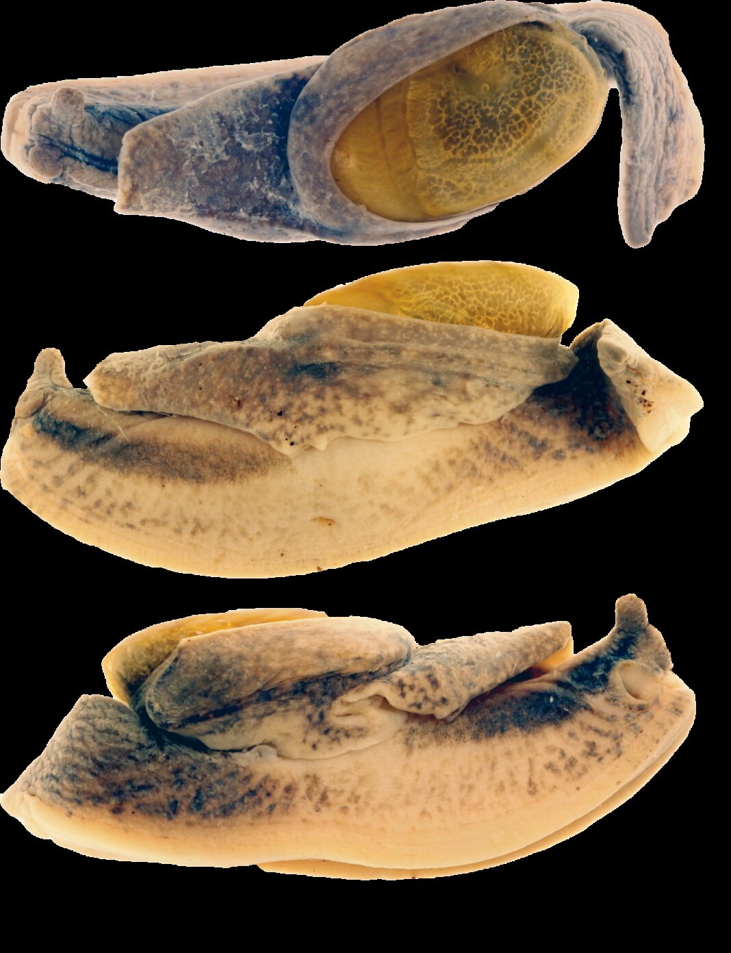 unbekannte-art-von-halbnacktschnecke-in-brunei-entdeckt